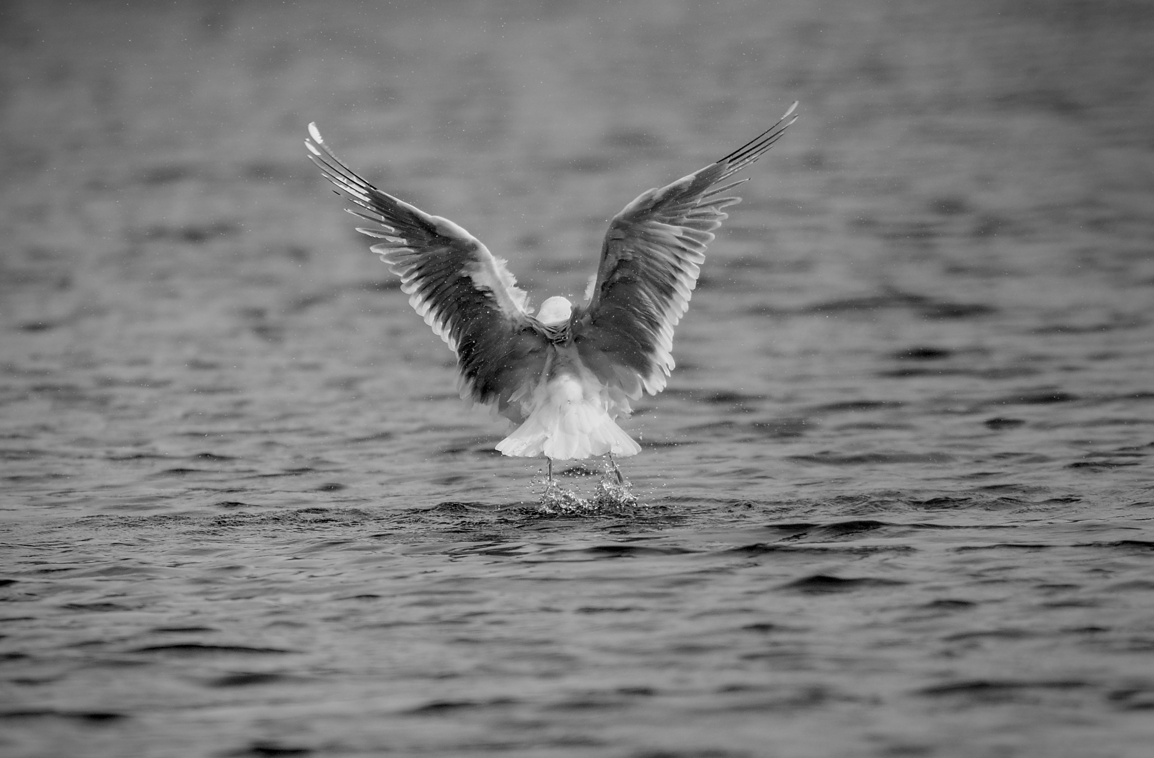 a seagull spreads its wings as it dives into the water