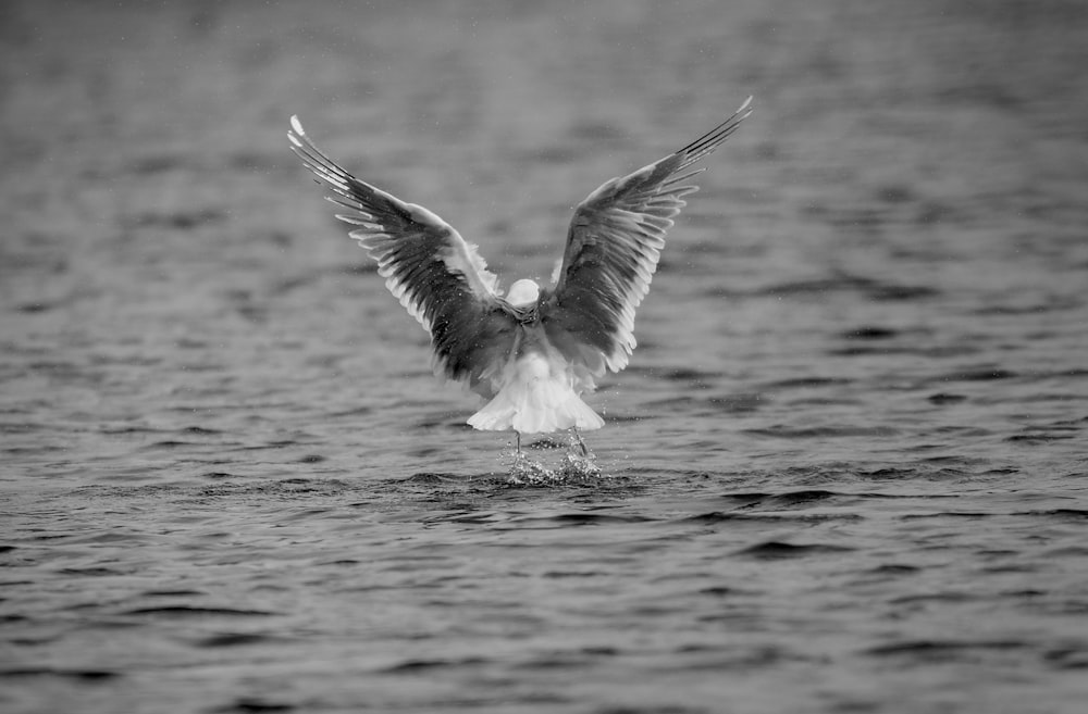 a seagull spreads its wings as it dives into the water