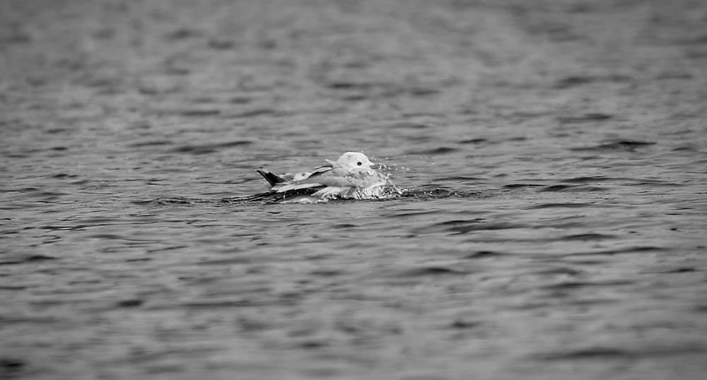 a black and white photo of a bird in the water