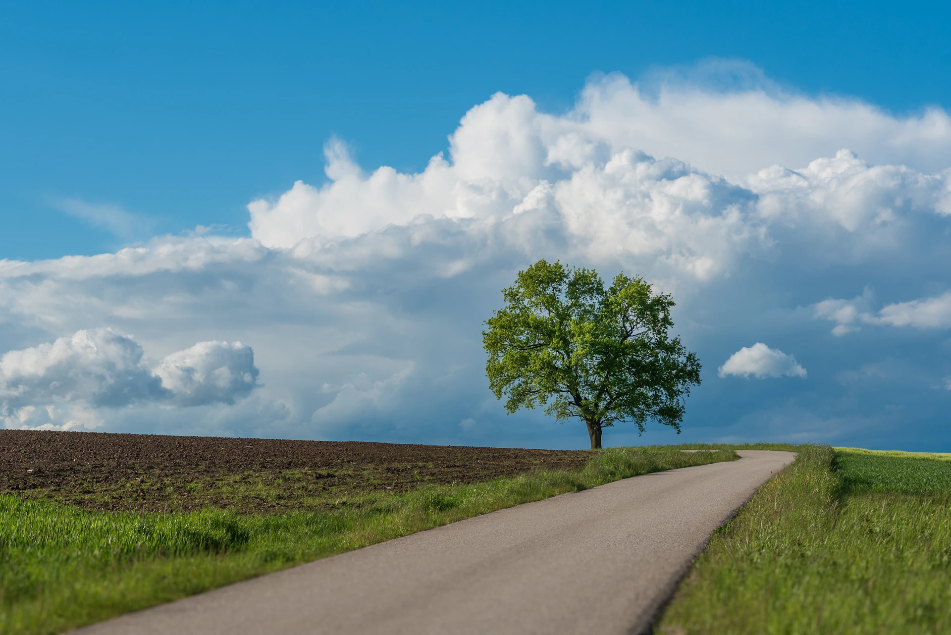 a lone tree on the side of a road