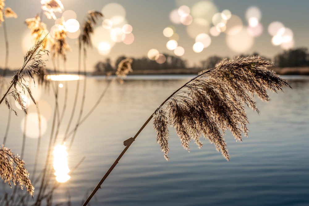 a bunch of bubbles floating in the air over a lake