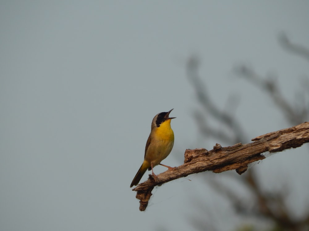 a small yellow and black bird sitting on a branch