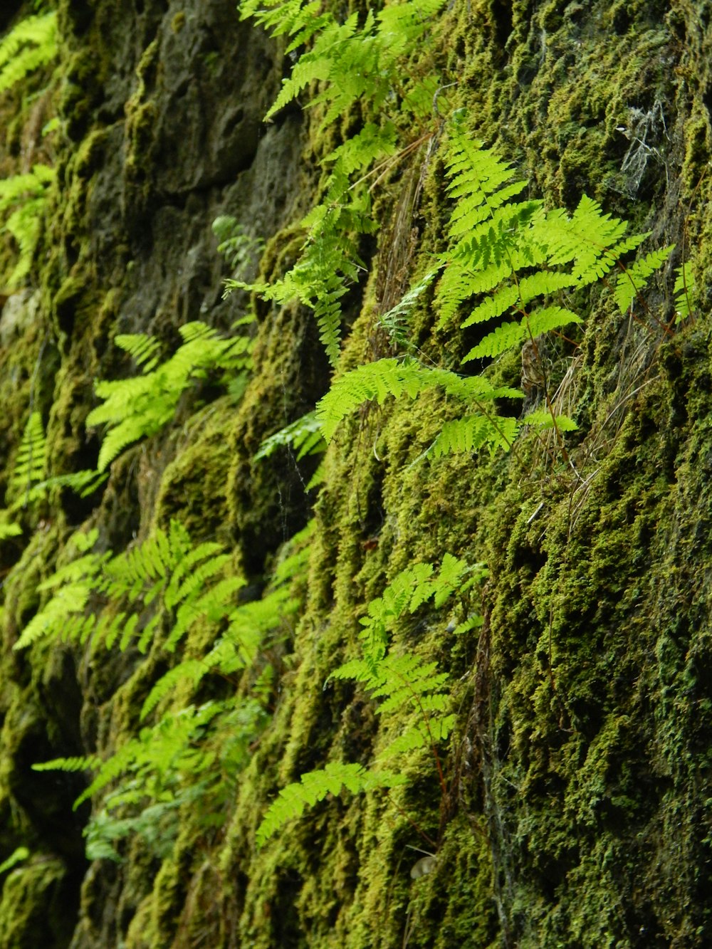 a wall covered in green plants and moss