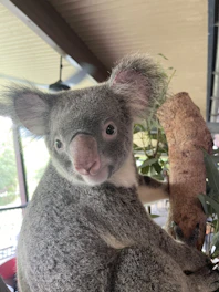 A close-up of a curious sugar glider perched on a branch inside a cozy enclosure.
