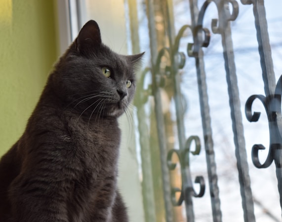 Russian Blue