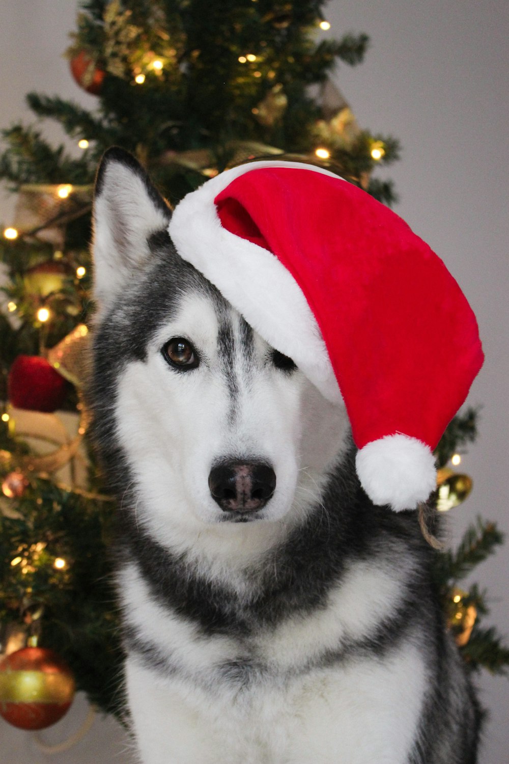a husky dog wearing a santa hat in front of a christmas tree