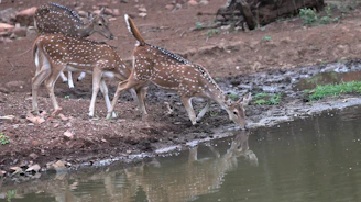 A group of tourists watching a herd of spotted deer grazing near a waterhole at sunset.