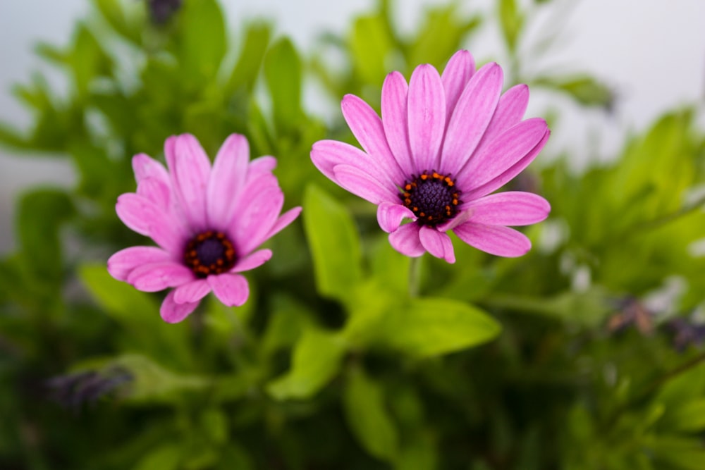 a couple of pink flowers sitting on top of a green plant