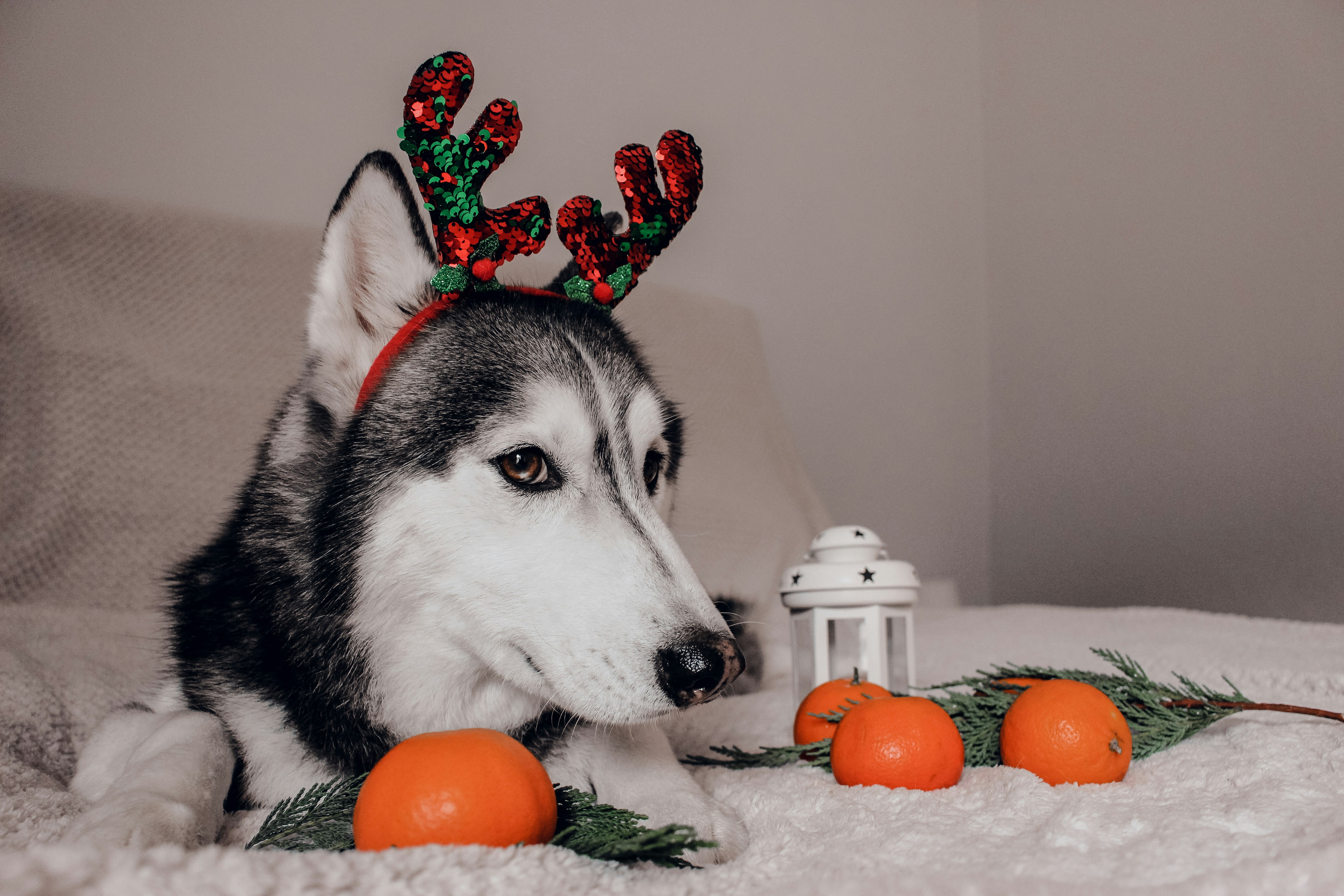 Un cane husky che indossa una fascia per corna di renna foto – Immagine  gratis di Natale su Unsplash, image size:3000x2000