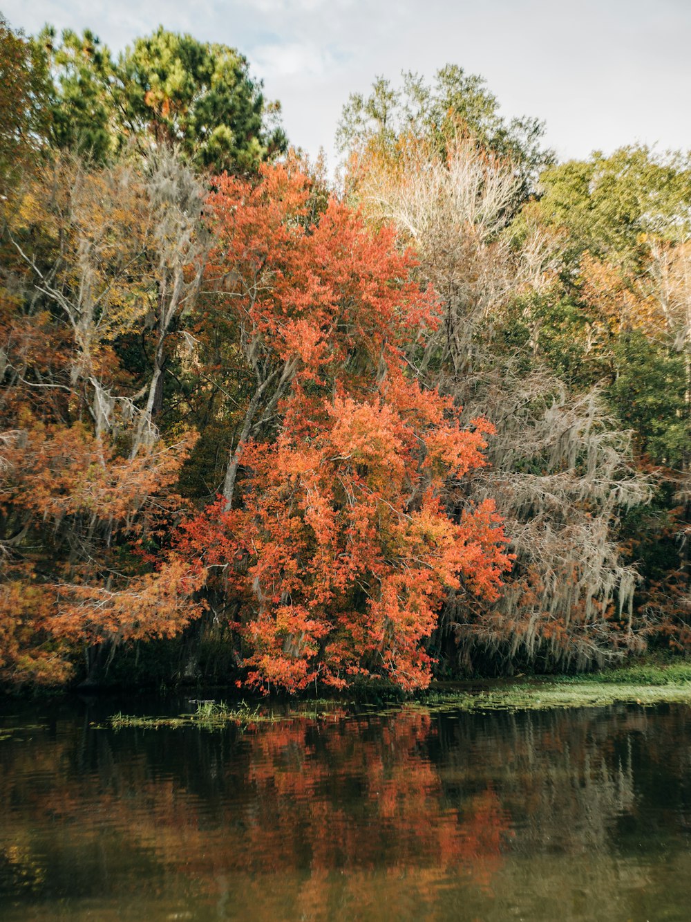 a tree that is standing in the water