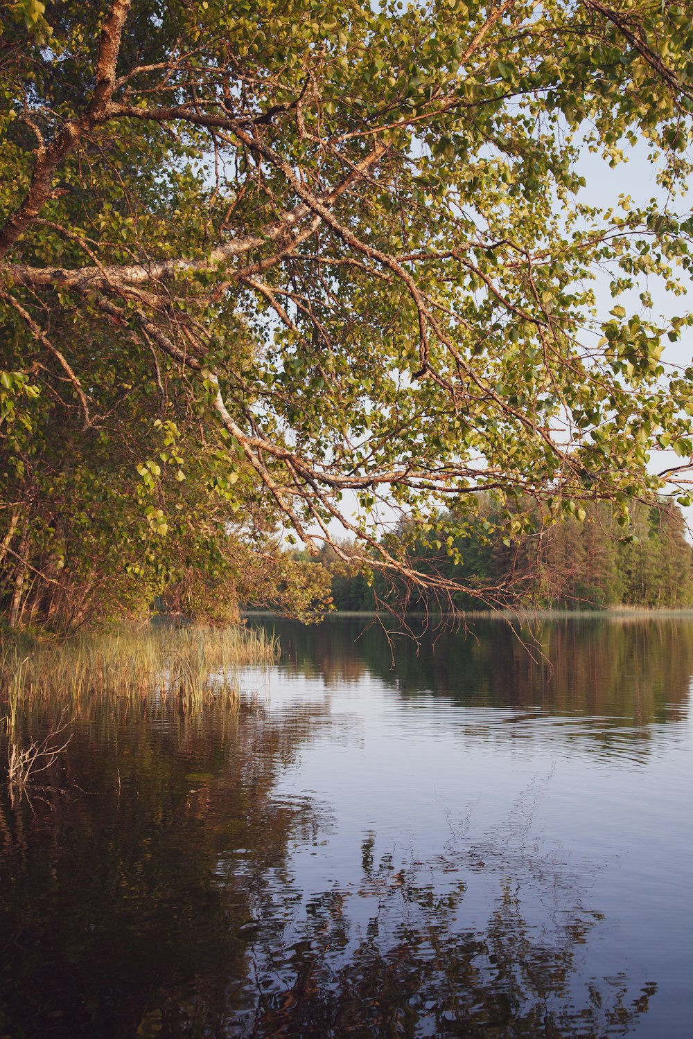 a body of water surrounded by trees and grass