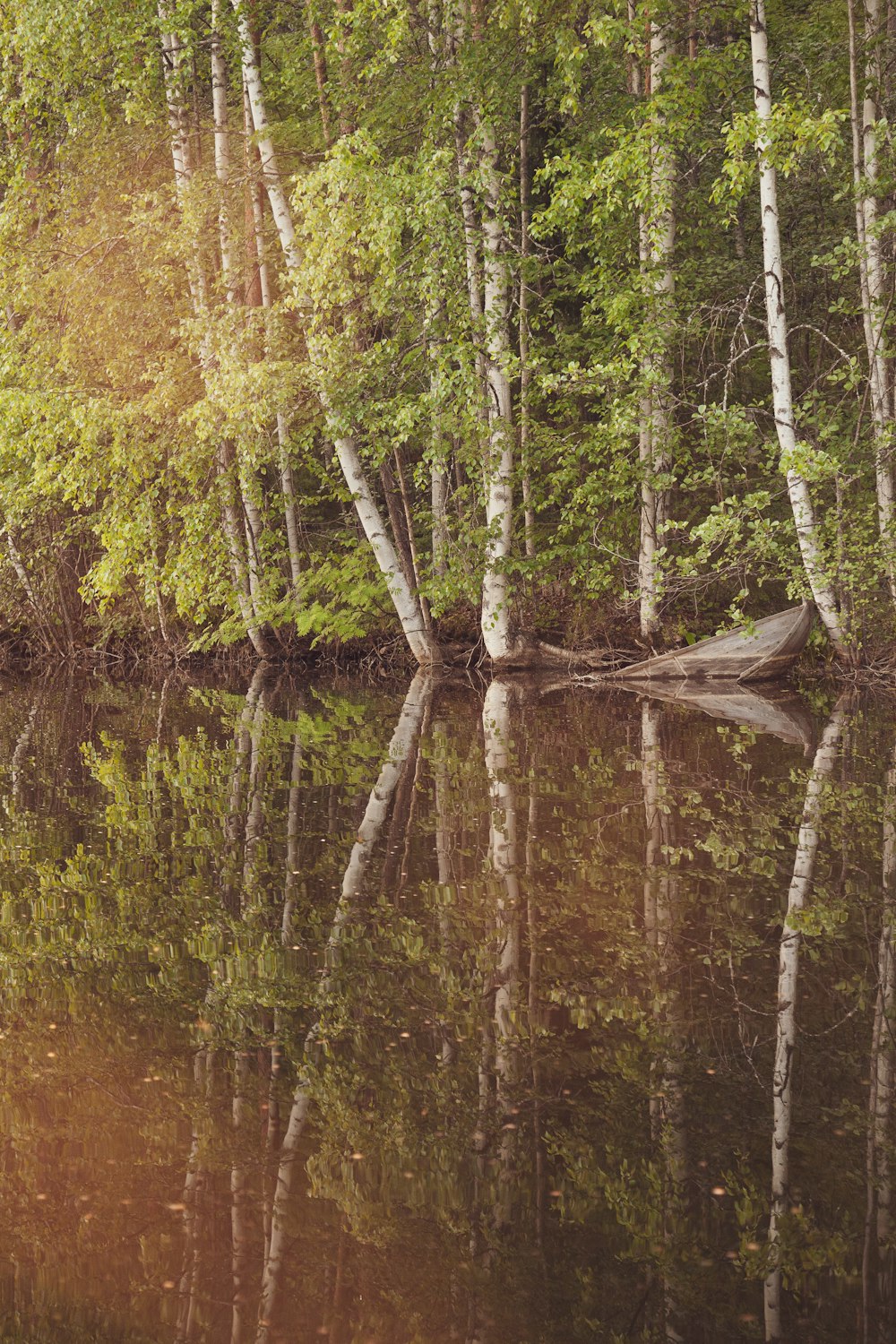 a small body of water surrounded by trees