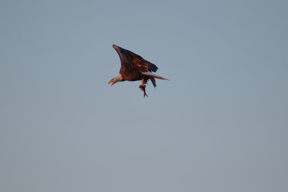 a large bird flying through a blue sky