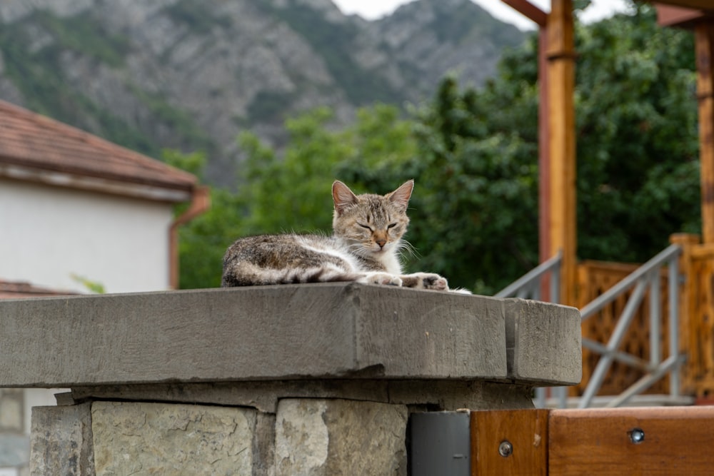 a cat laying on top of a stone wall