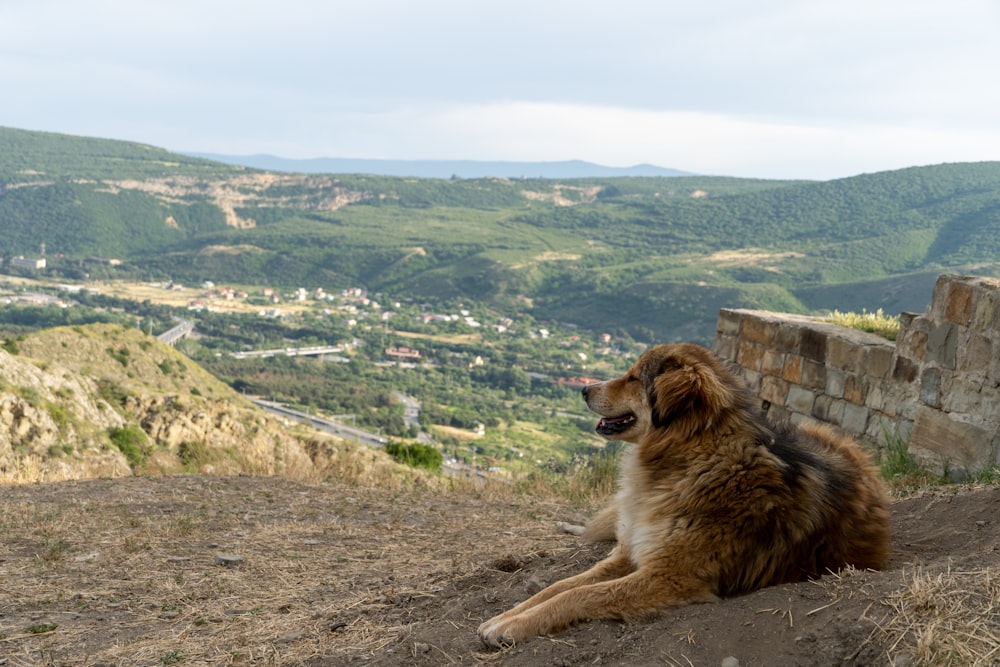a large brown dog sitting on top of a hill