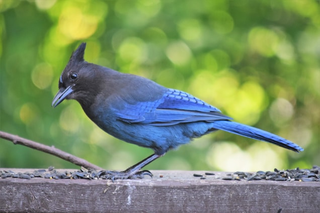 A vibrant blue bird with a dark crest and bright blue feathers is perched on a wooden surface scattered with seeds. The background is a soft, blurred mix of green and yellow, indicating a forest or garden setting.