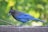 A vibrant blue bird with a dark crest and bright blue feathers is perched on a wooden surface scattered with seeds. The background is a soft, blurred mix of green and yellow, indicating a forest or garden setting.