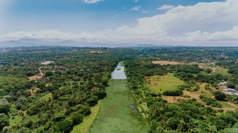 a river running through a lush green forest