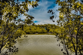 a body of water surrounded by trees and bushes