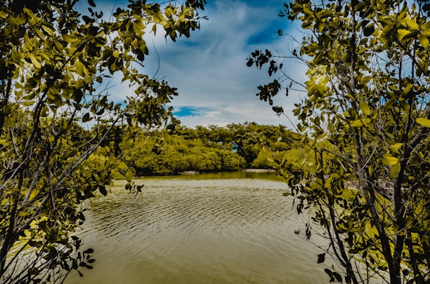 a body of water surrounded by trees and bushes