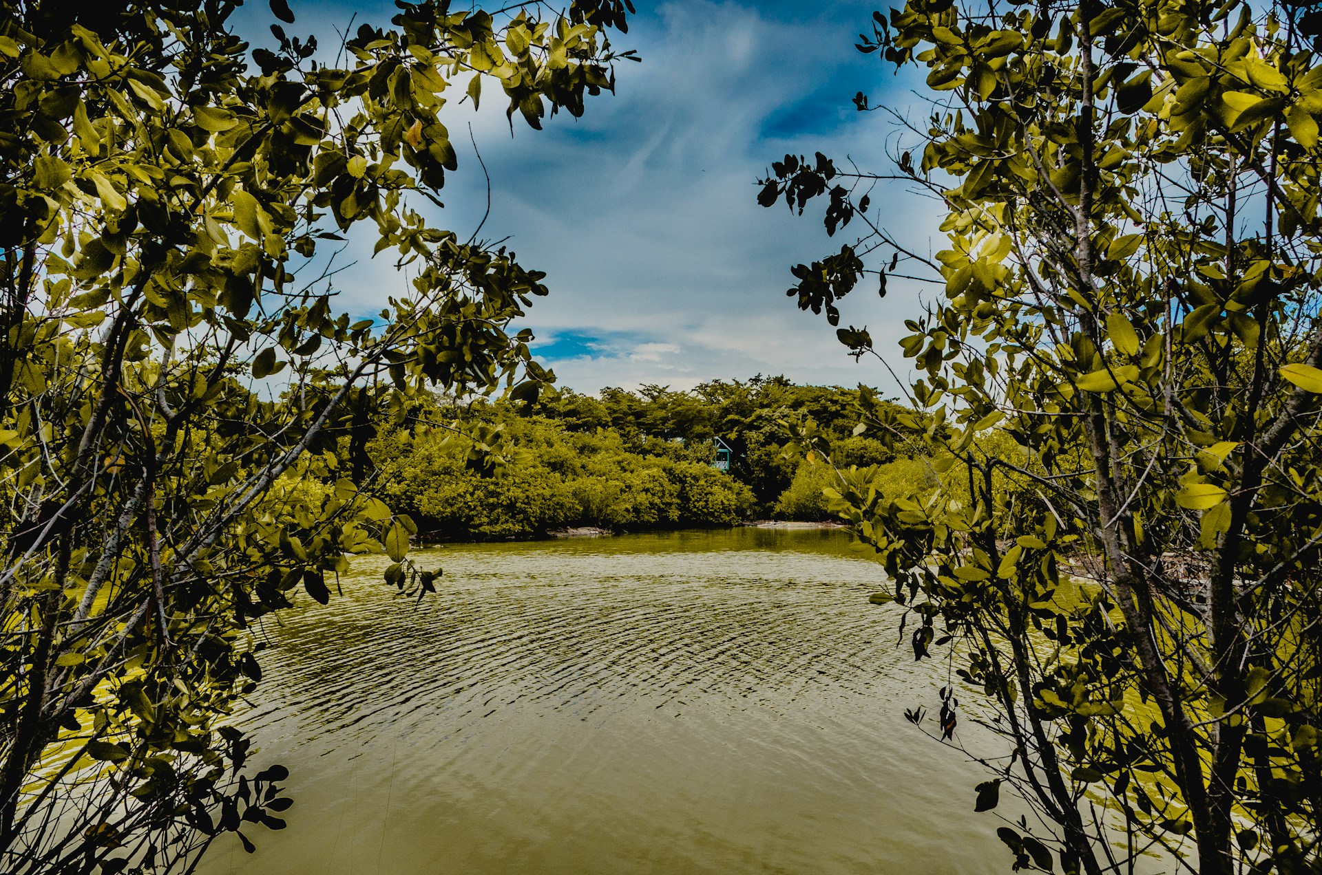a body of water surrounded by trees and bushes