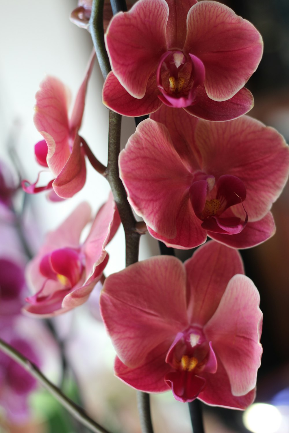 a close up of a branch with pink flowers