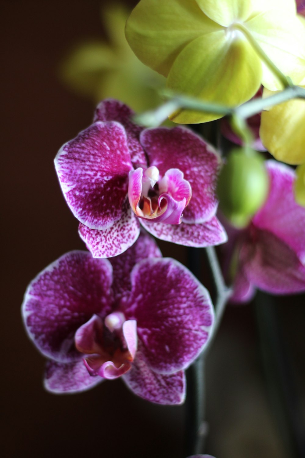 a bunch of purple and yellow flowers in a vase