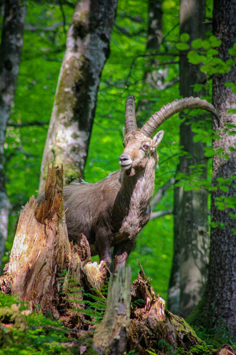 a ram standing on a tree stump in a forest