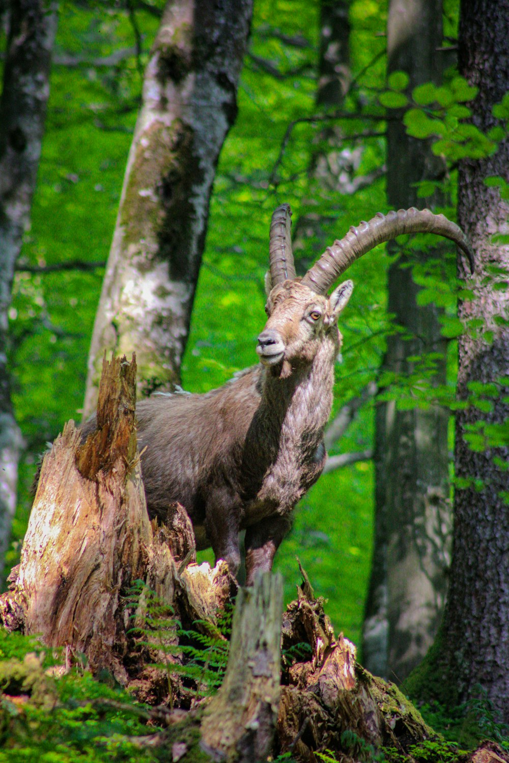 Un carnero parado en un tocón de árbol en un bosque