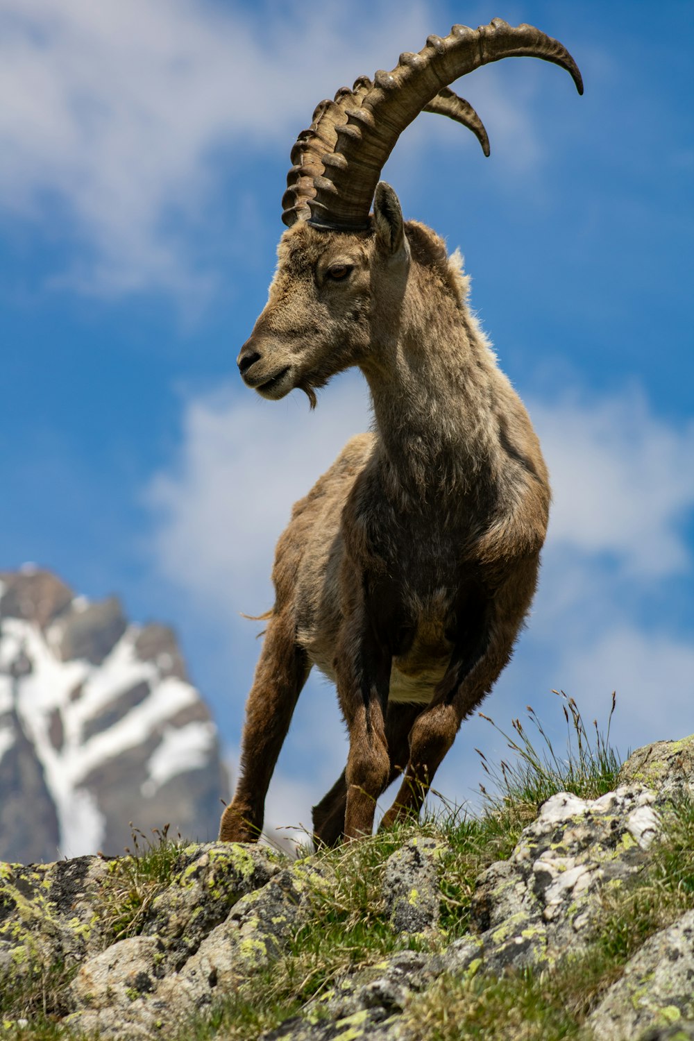 uma cabra da montanha no topo de uma colina coberta de grama