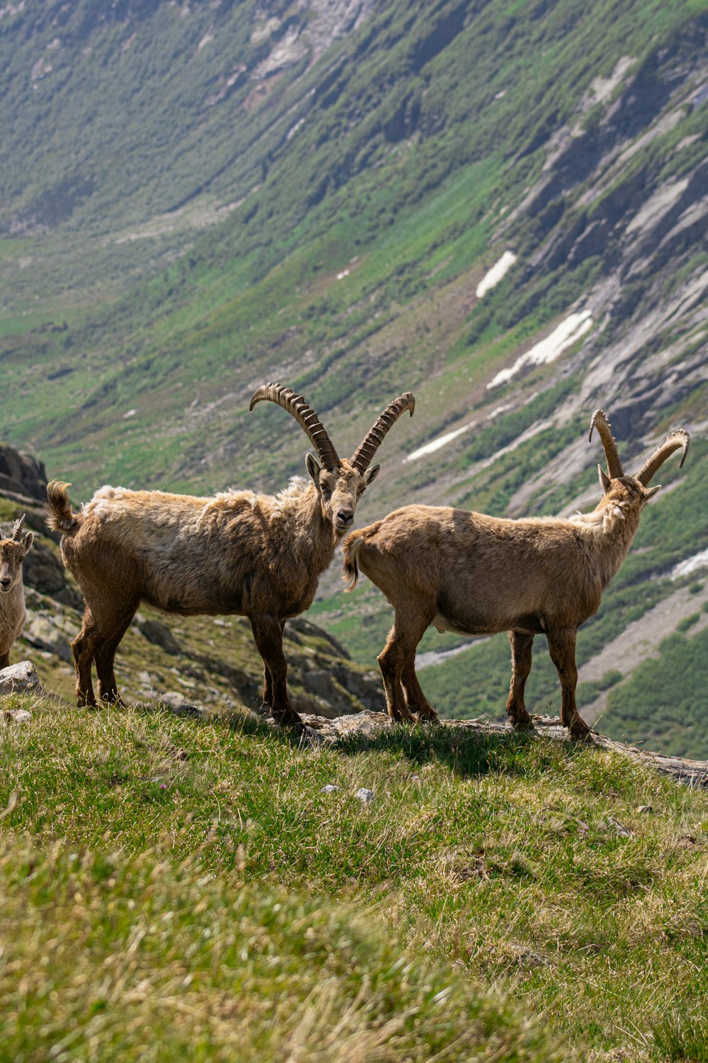 a group of goats standing on top of a lush green hillside