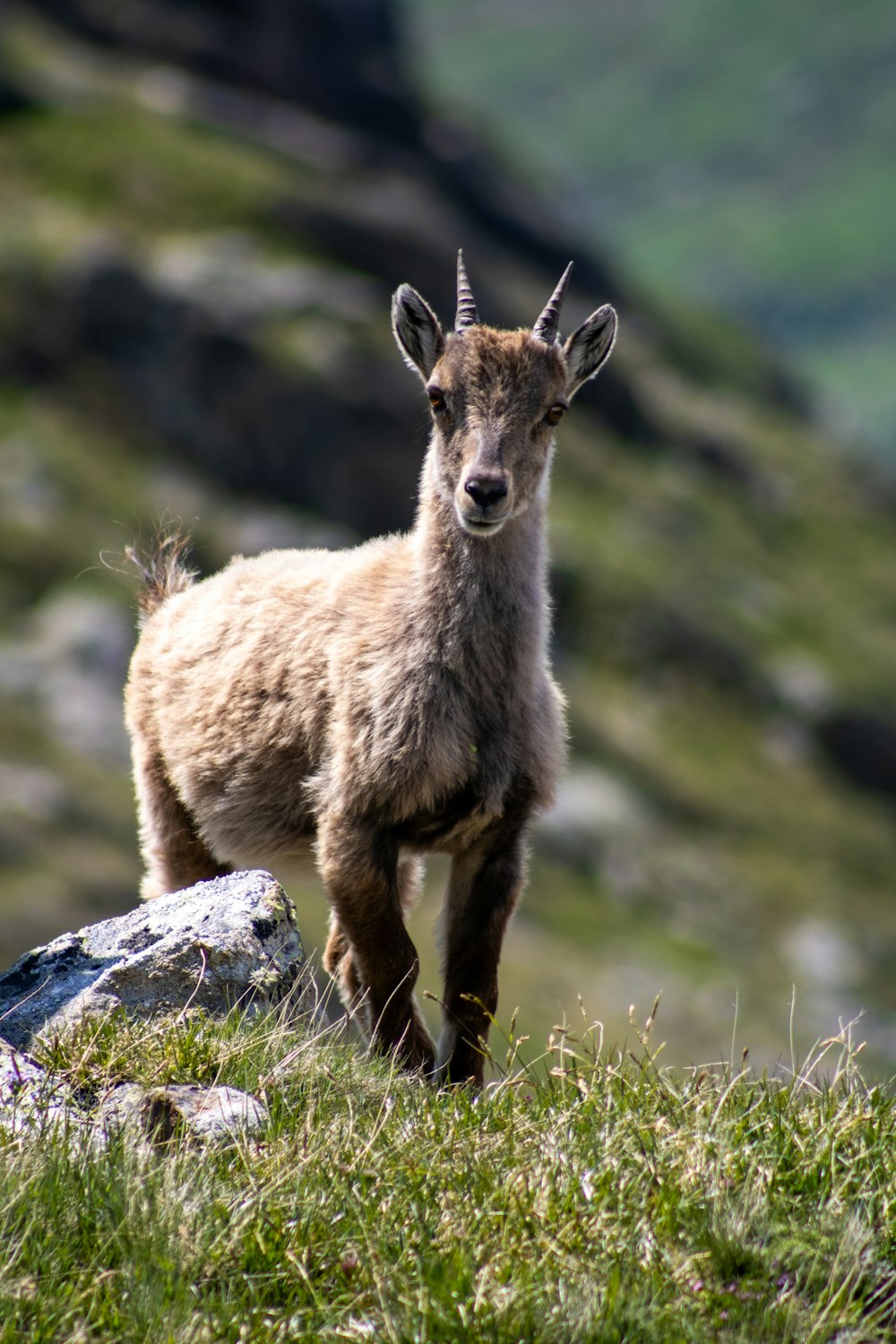 a mountain goat standing on top of a grass covered hillside