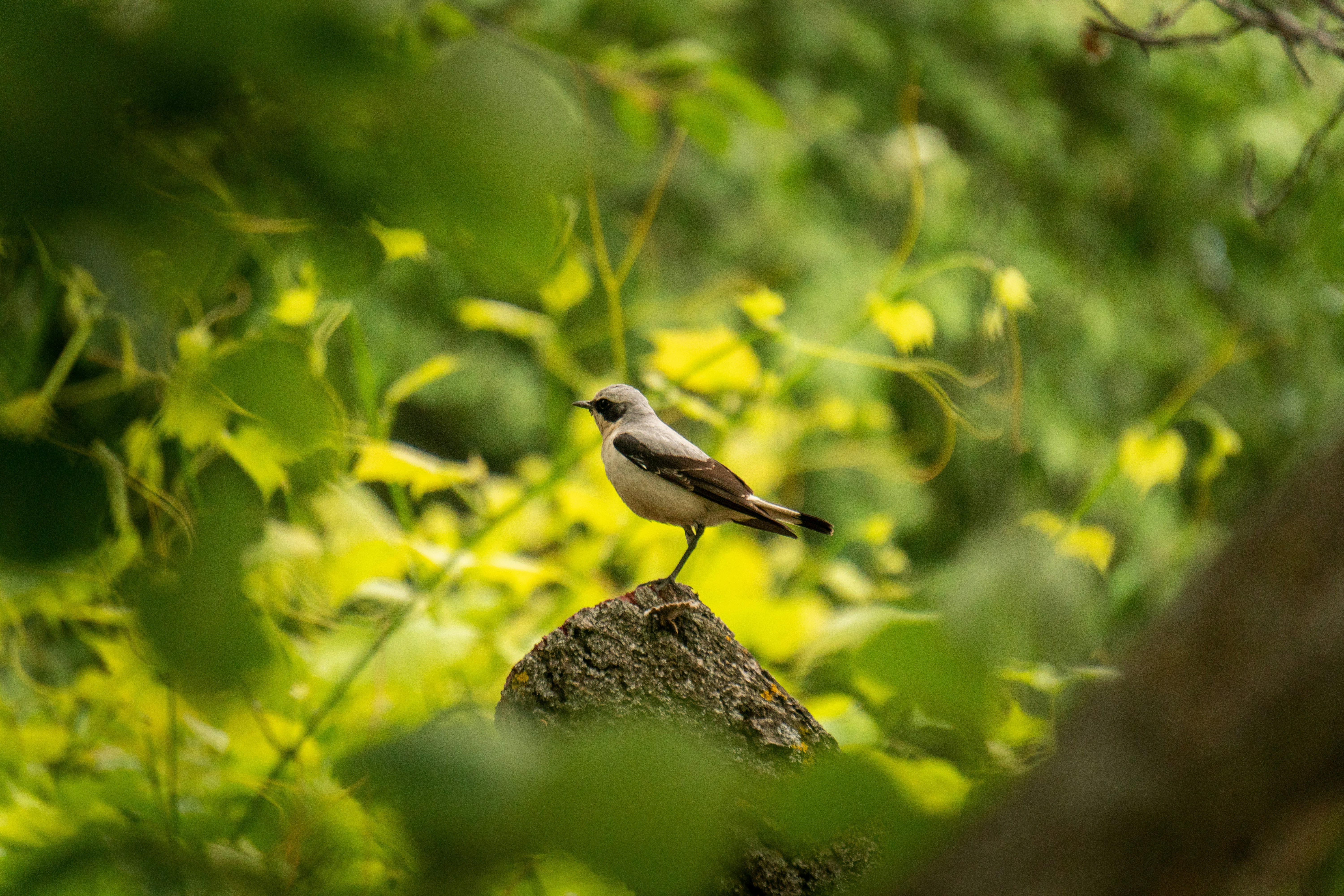 Photo by angrygrandmama