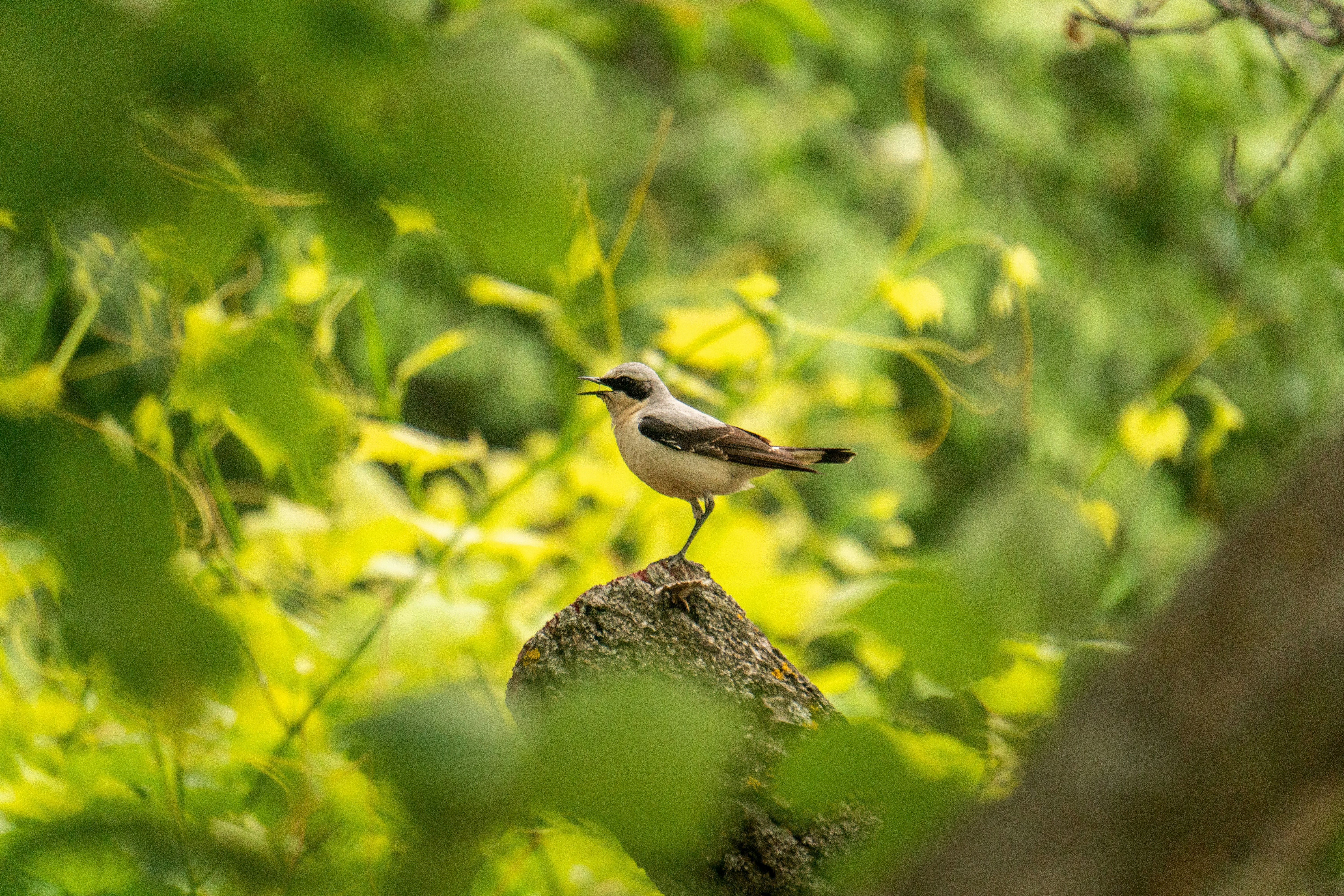 Photo by angrygrandmama