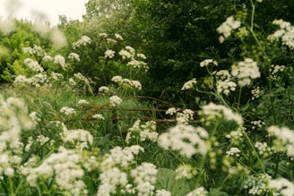 A serene nature scene showcasing lush greenery and vibrant flowers.