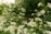 A serene landscape featuring lush greenery and vibrant flowers, symbolizing biodiversity.