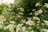 A serene landscape featuring lush greenery and vibrant flowers, symbolizing biodiversity.