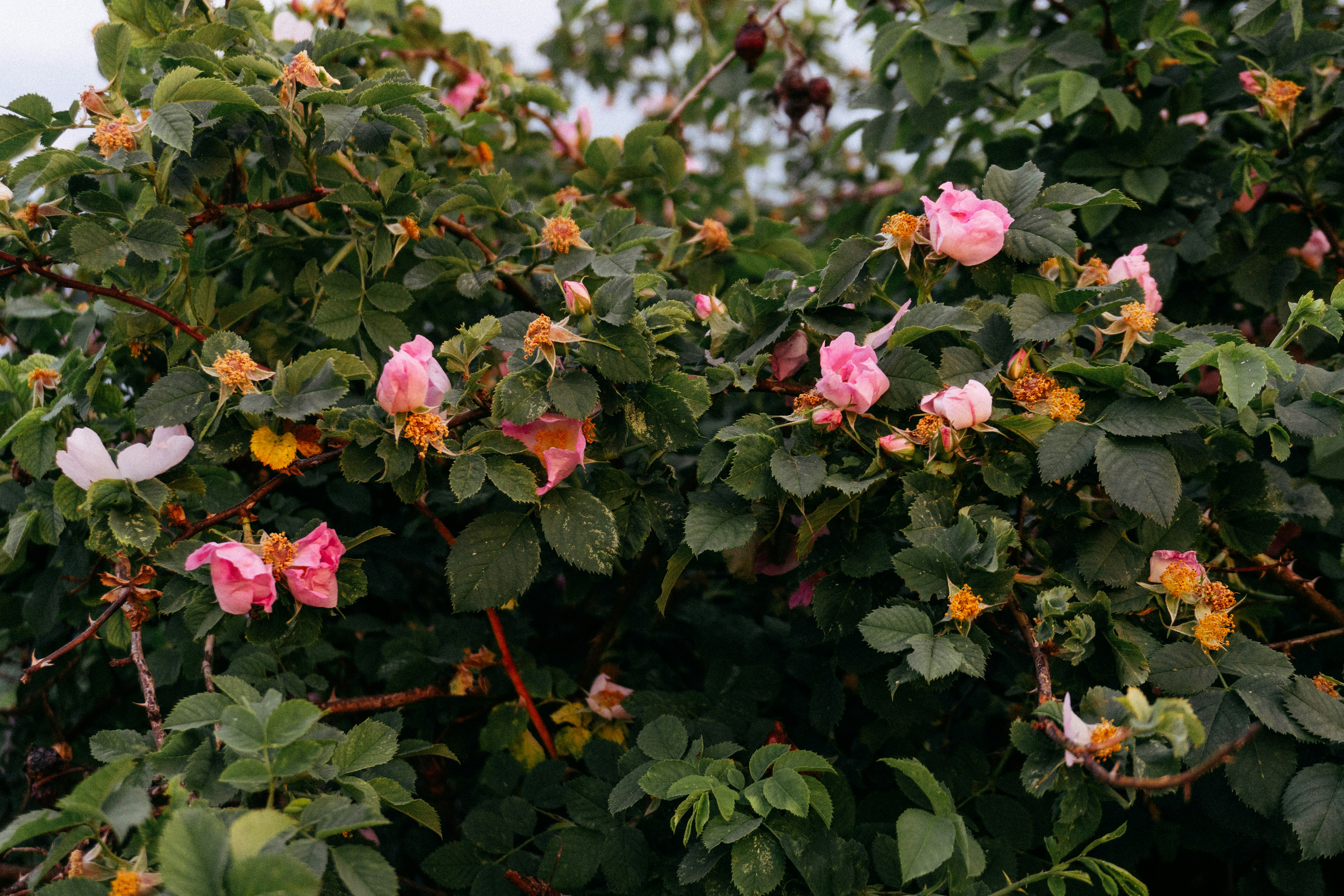 Photo by angrygrandmama