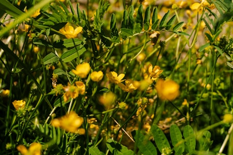 Close-up of a vibrant garden corner featuring racing green foliage and golden blooms.