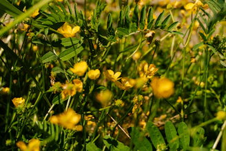 A vibrant close-up of assorted garden plants bathed in morning sunlight, showcasing fresh green leaves and colorful blooms.