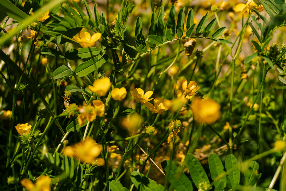 A vibrant close-up of assorted garden plants bathed in morning sunlight, showcasing fresh green leaves and colorful blooms.