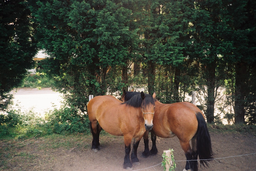 two brown horses standing next to each other