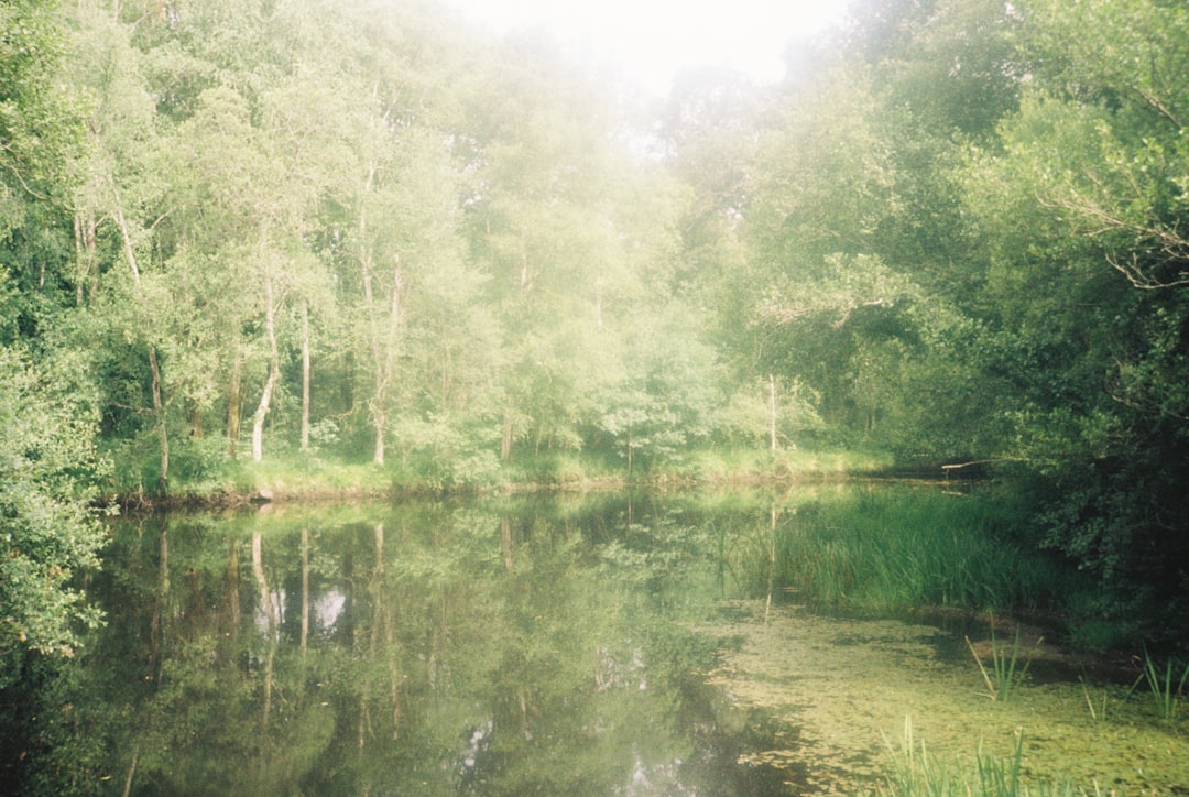 a body of water surrounded by trees and grass, ¡buen camino!