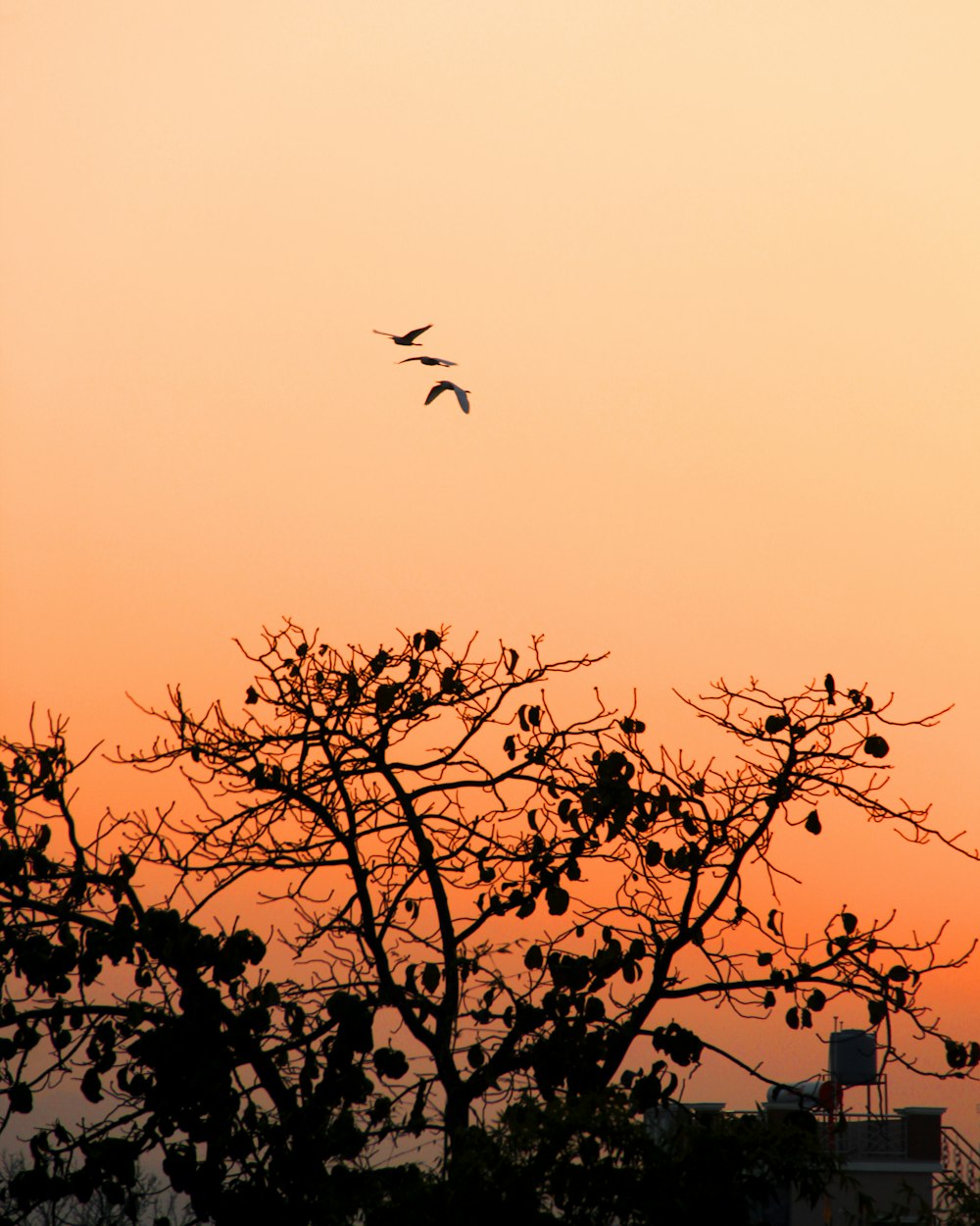 a couple of birds flying over a tree