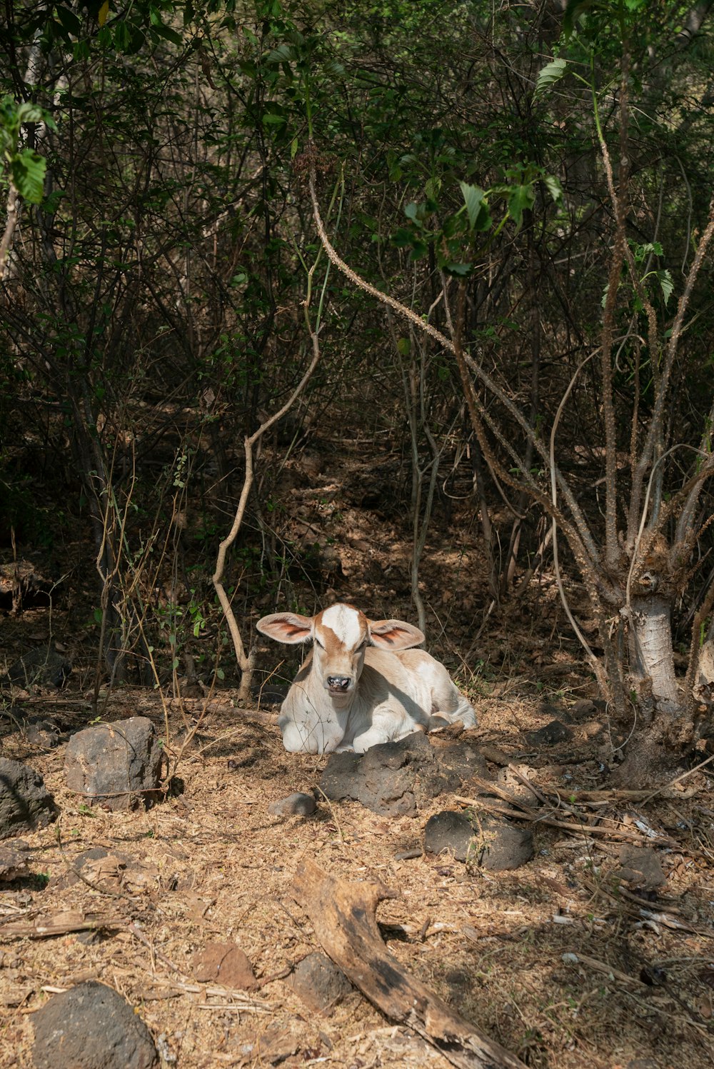 a cow laying down in the middle of a forest