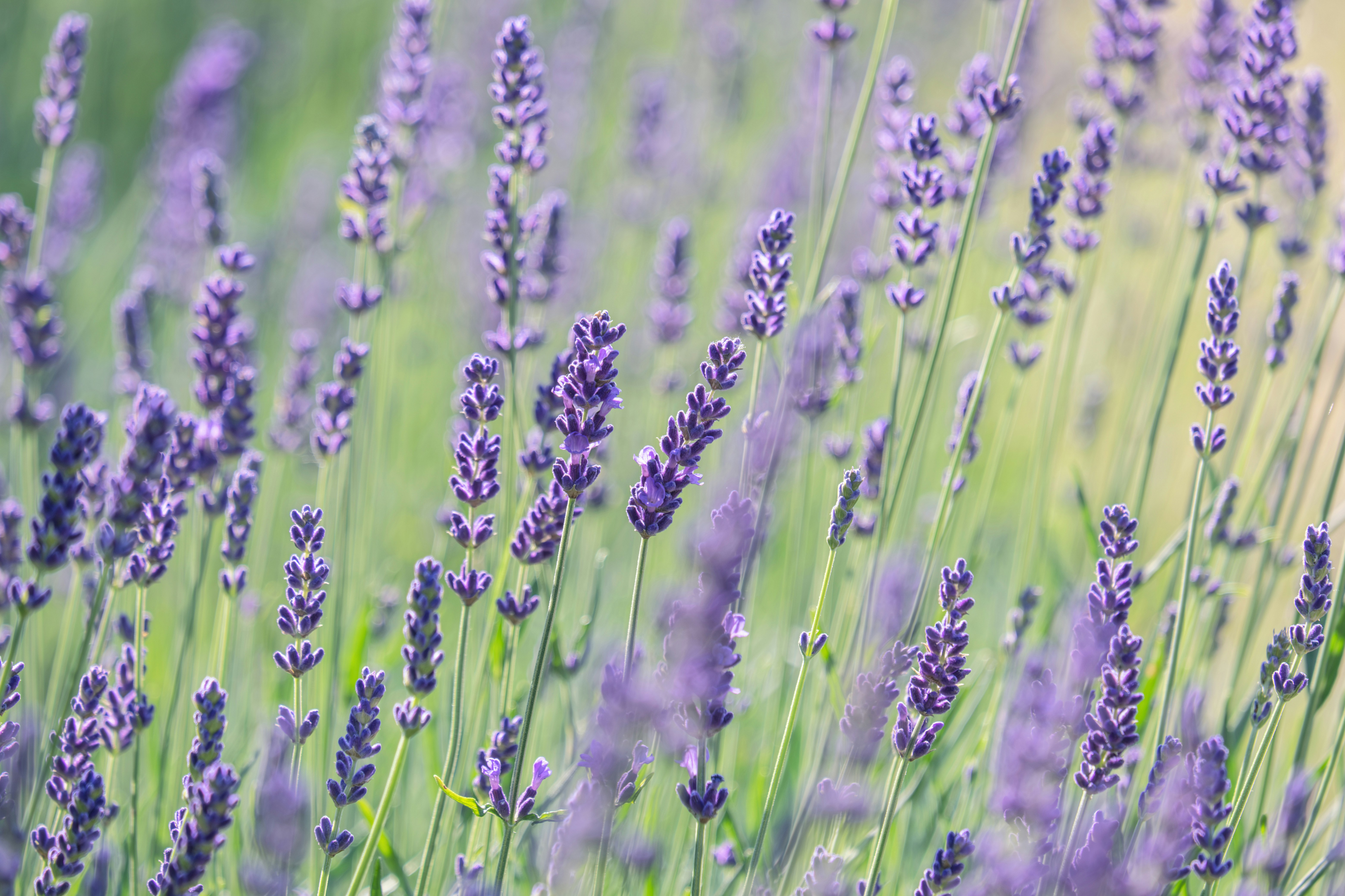 Photo by couleuroriginal