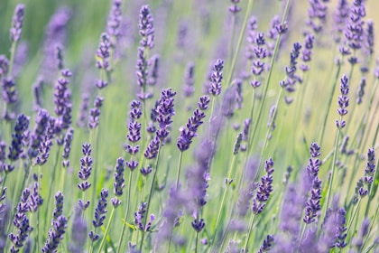a field of lavender flowers with a blurry background