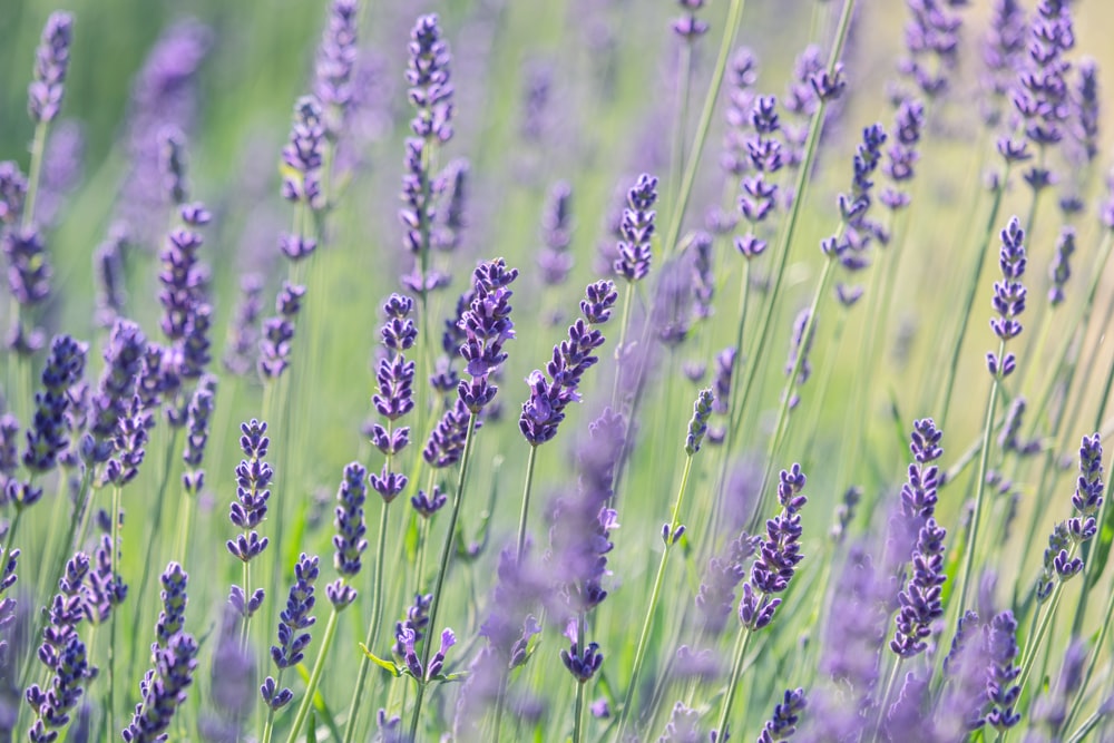 a field of lavender flowers with a blurry background