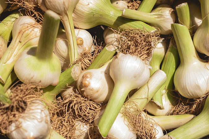 Several fresh garlic bulbs are clustered together, showcasing their white cloves and green stalks. The roots are intact, adding a rustic, farm-fresh look.
