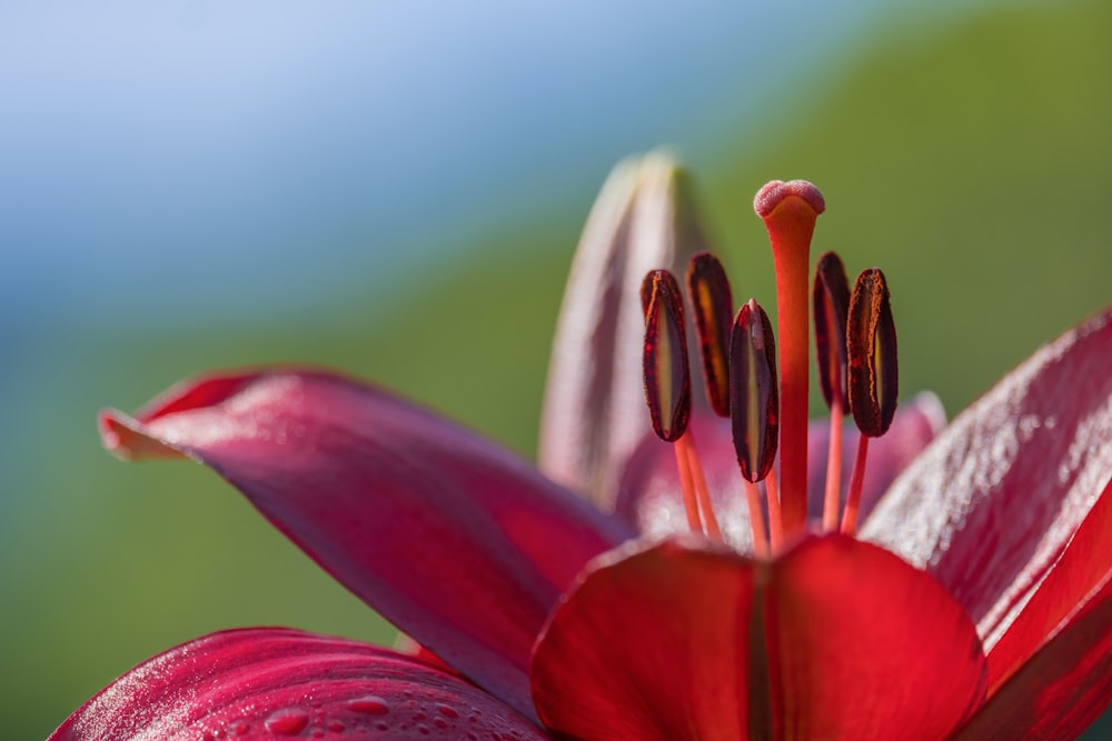 Un primer plano de una flor roja con gotas de agua